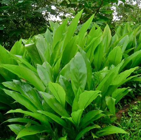 Zedoaria Essential Oil 4